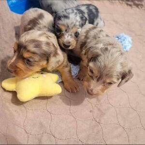 Mini dauchaund puppies viber :+639463422605) | PostAds PH