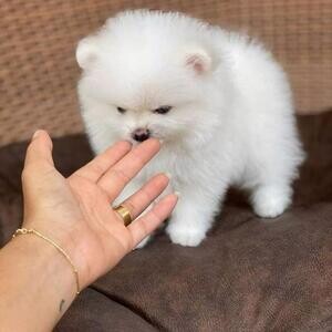 Stunning miniature Pomeranians puppies 2 boys 2 girls available they ha | PostAds PH