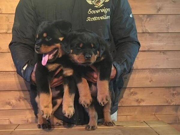 Gorgeous Chunky Rottweiler Puppies