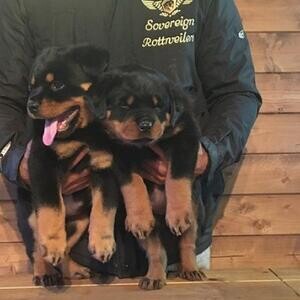 Gorgeous Chunky Rottweiler Puppies | PostAds PH