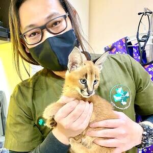 Three Caracal Kittens | PostAds PH
