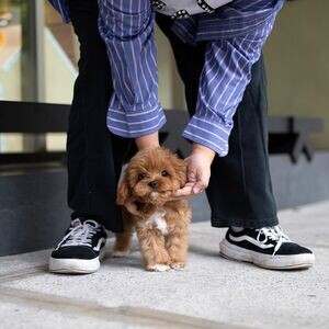 Poodle puppies Male and females available | PostAds PH