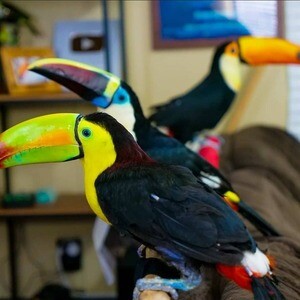 Toco Toucan available | PostAds PH