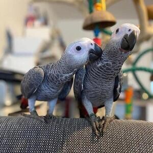 African Grey and macaw parrots for sale viber :+639463422605) | PostAds PH