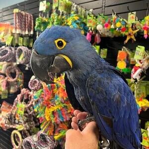 Blue Macaws Parrots viber :+639463422605) | PostAds PH