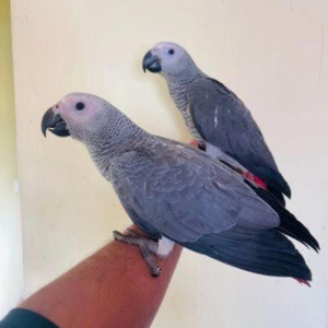 2 Tampfu African Grey Birds Parrots For Sale | PostAds PH