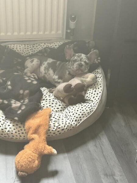 Need to urgently rehome 3 month Merle male French bulldog 