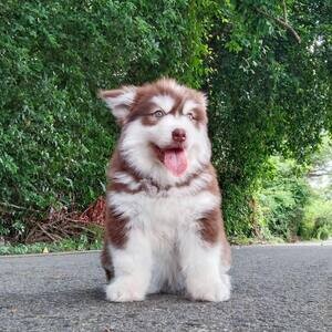Malamute Puppies Available | PostAds PH