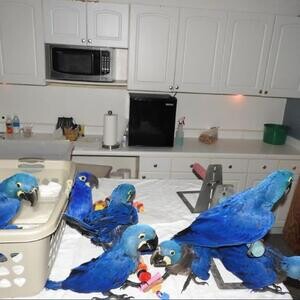 Ara macao hyacinth macaws parrots | PostAds PH