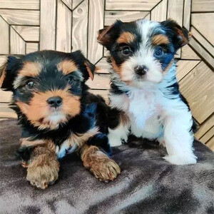 Beautiful pedigree miniature Yorkshire terriers puppies | PostAds PH