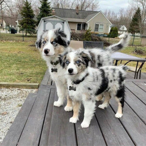 Your new best friend is waiting Adopt the perfect pup today | PostAds PH