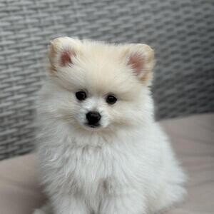 KC Registered Pomeranian male puppy looking for his forever home. | PostAds PH