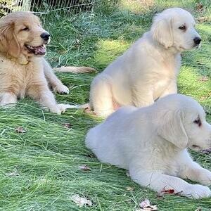 Golden Retriever Puppies available. | PostAds PH