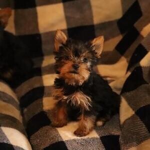 Yorkshire Terrier Puppiesa | PostAds PH