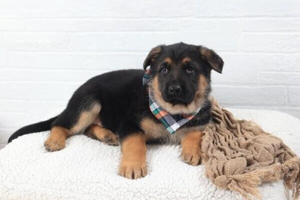 This German Shepherd dog baby has a loving and fun temperament,