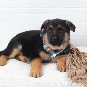 This German Shepherd dog baby has a loving and fun temperament, | PostAds PH