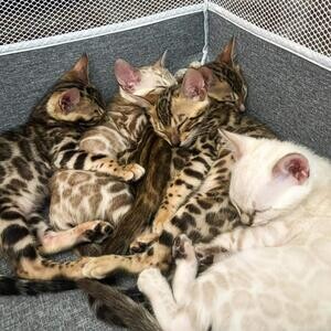Our lovely bengal kittens are well traineda | PostAds PH