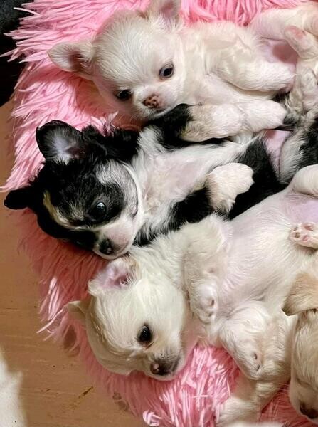 Gorgeous Chihuahua Puppies awaiting new homes