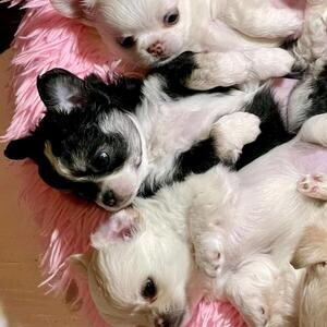 Gorgeous Chihuahua Puppies awaiting new homes | PostAds PH