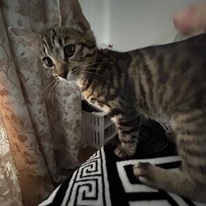 Heisal.3month cat | PostAds PH