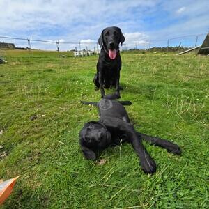 Beautiful pups from our autism assistance dog in Halifax | PostAds PH