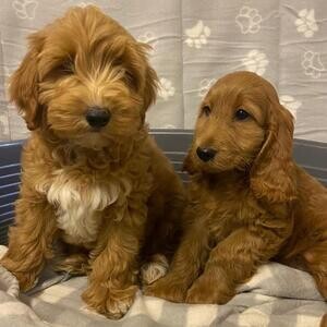 Longhaired miniature dachunds in Hoddesdon | PostAds PH