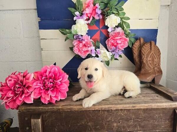 Hi everyone! I have puppies available and ready to go to their new home