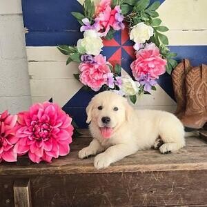 Hi everyone! I have puppies available and ready to go to their new home | PostAds PH