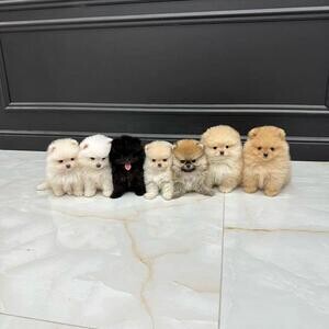 OUTSTANDING POMERANIAN PUPPIESs | PostAds PH