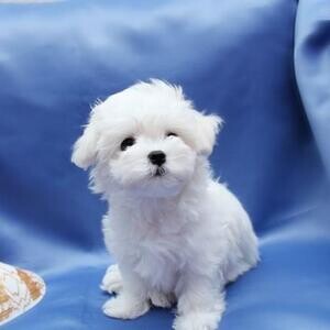 Beautiful Maltese Puppies up to date in all injections | PostAds PH