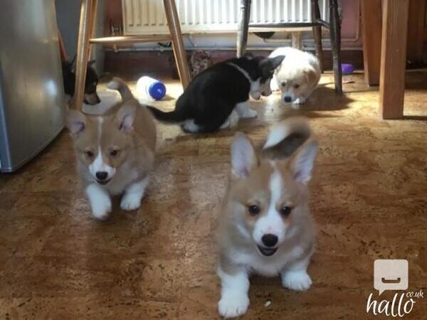Intelligent Welsh Corgi (Pembroke) Puppies