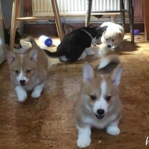 Intelligent Welsh Corgi (Pembroke) Puppies | PostAds PH