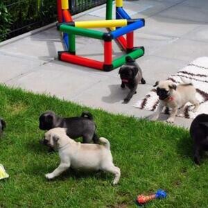 Registered Pug Puppies Show Quality | PostAds PH
