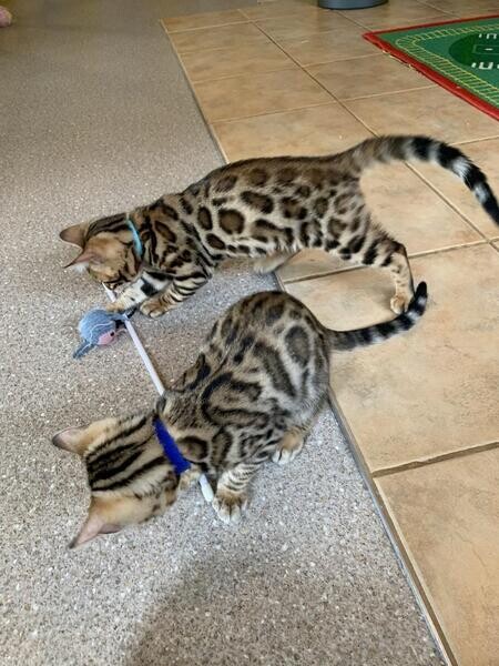 Quality Bengal kittens for Re-homing