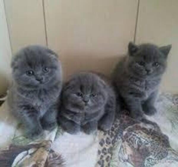 Scottish Fold Kittens