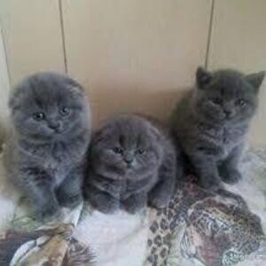 Scottish Fold Kittens | PostAds PH