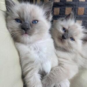 Quality Ragdoll kittens for Re-homing | PostAds PH