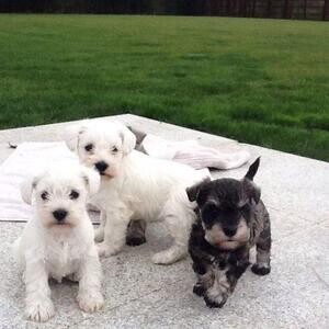Miniature Schnauzer Puppies | PostAds PH
