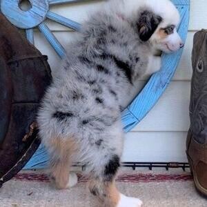 Charming Australian Shepherd puppies | PostAds PH