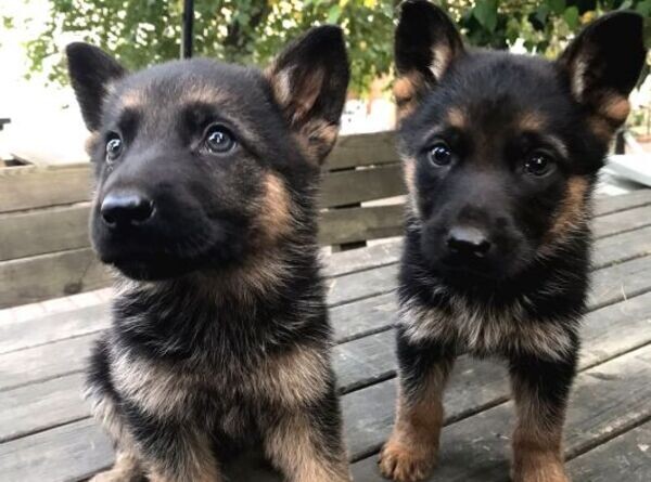 Purebred German Shepherd Puppies