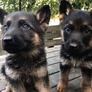 Purebred German Shepherd Puppies | PostAds PH