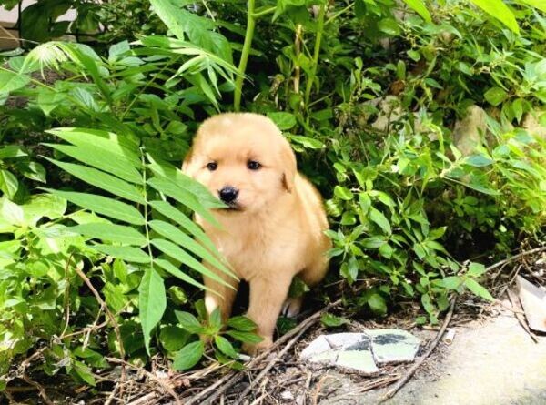 Golden Retriever puppies