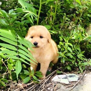 Golden Retriever puppies | PostAds PH