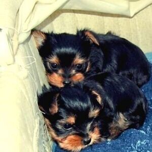 Yorkshire Terrier Puppies | PostAds PH
