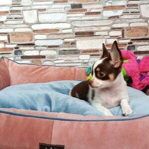 Teacup Chihuahua Puppies | PostAds PH