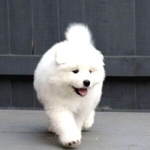 adorable Samoyed Puppies | PostAds PH
