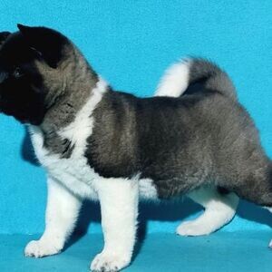 American Akita Puppies | PostAds PH