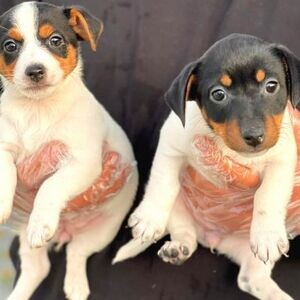 Super adorable Jack Russell Pups | PostAds PH