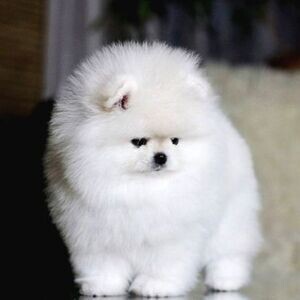 Super adorable Teacup Pomeranian Puppies. | PostAds PH