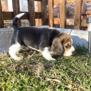 Super adorable Beagle Puppies. | PostAds PH